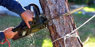 Best Fruit Tree Pruning  in Herlong, CA