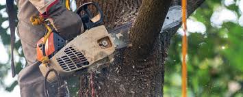 Best Emergency Tree Removal  in Herlong, CA