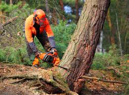 Tree and Shrub Care in Herlong, CA