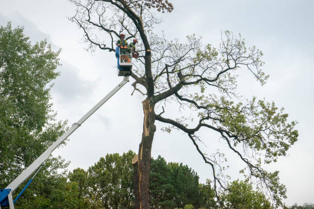 Why Choose Our Tree Removal Services in Herlong, CA?