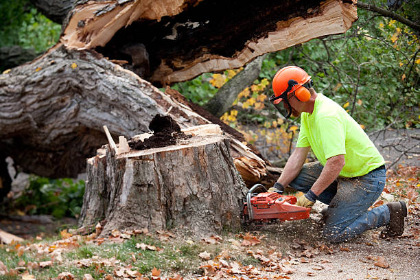 Herlong, CA  Tree Services Company