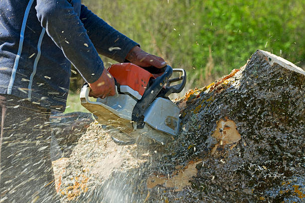 Best Tree Trimming and Pruning  in Herlong, CA